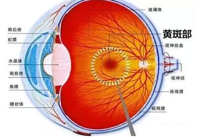 老年黄斑变性的预防方法