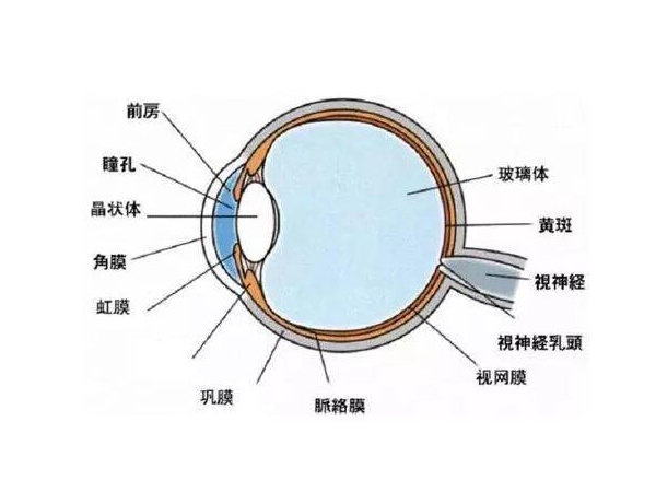 视力防控：真、假近视的原因及预防
